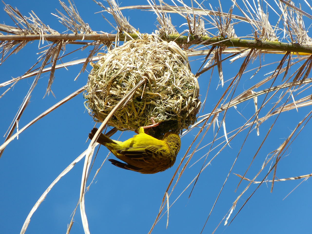 yellow weaver bird nest south africa free photo