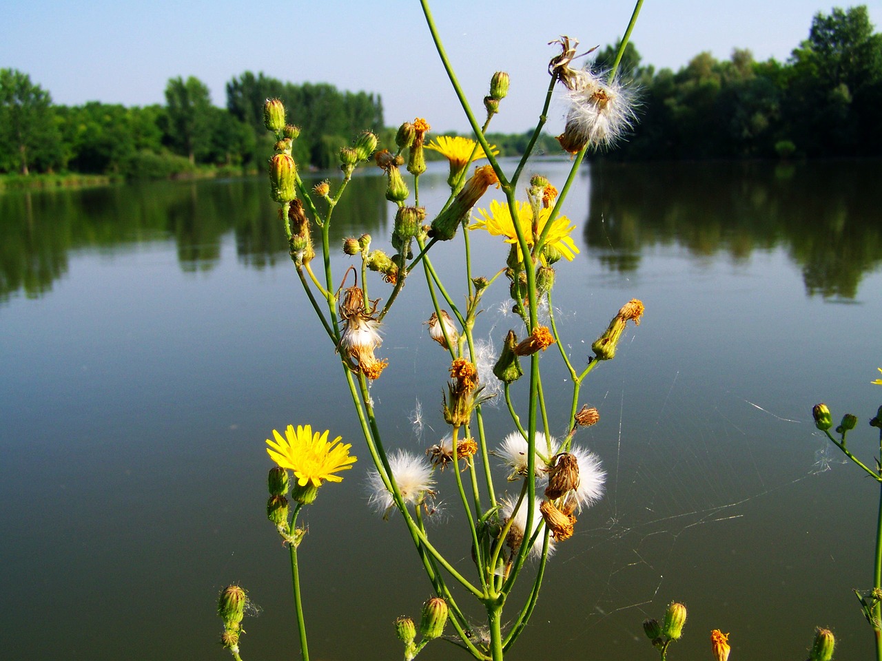 yellow weed wildflower lake free photo