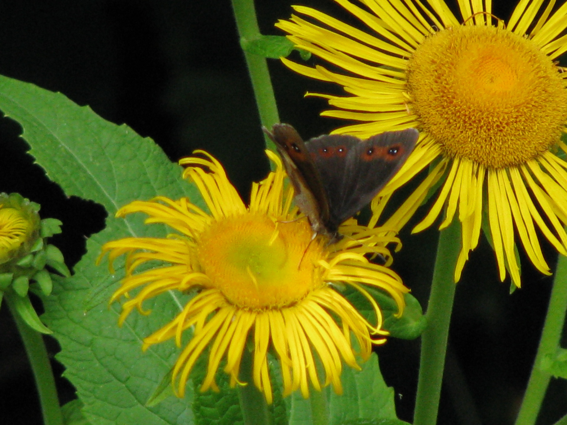 botanical butterfly flower free photo