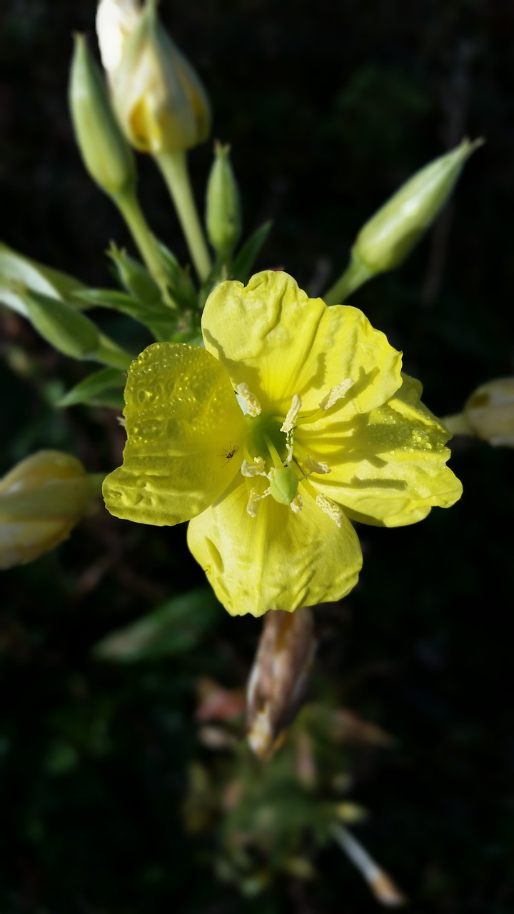 yellow wild flowers close nature free photo