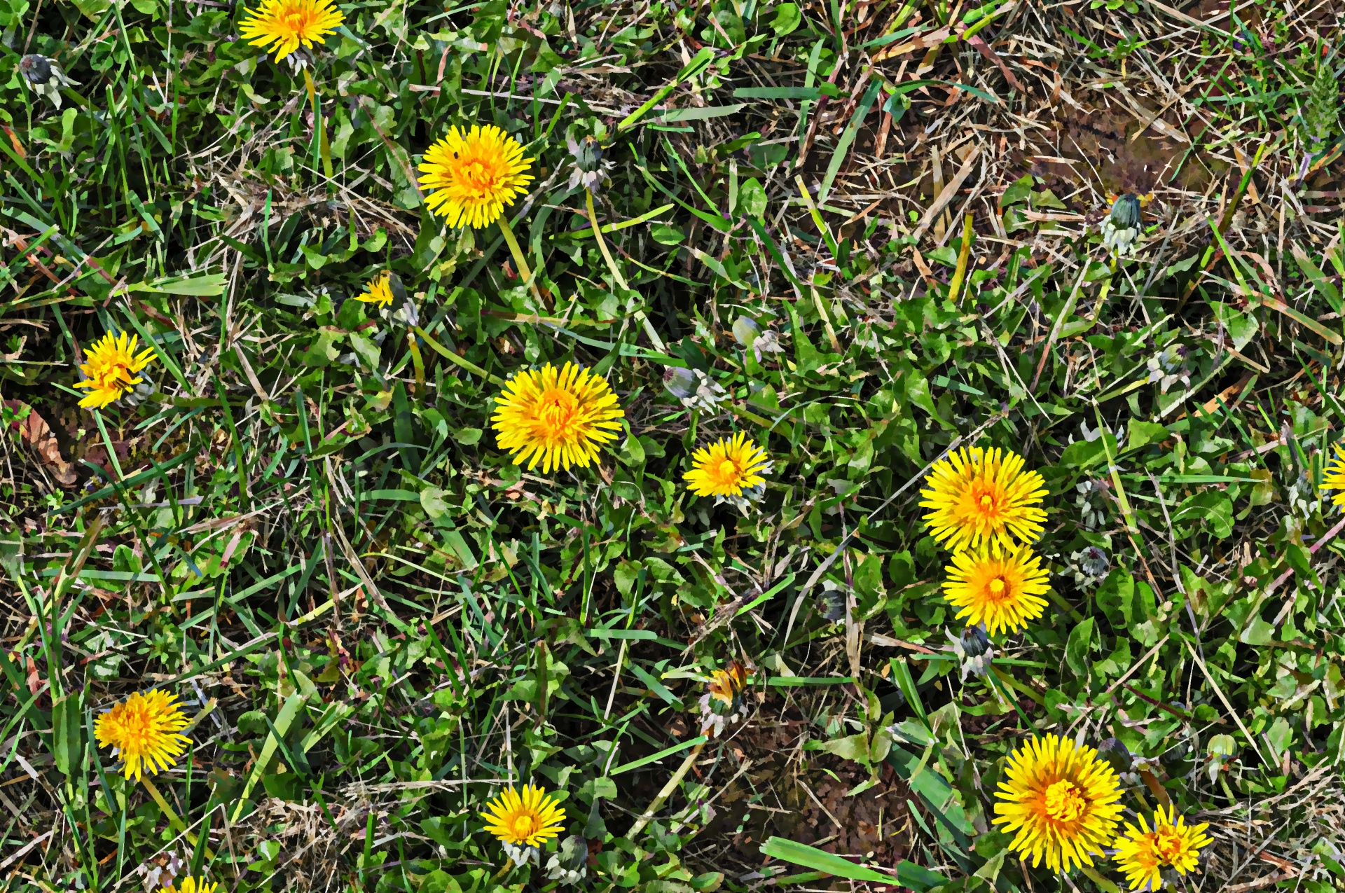 wildflowers flower floral free photo