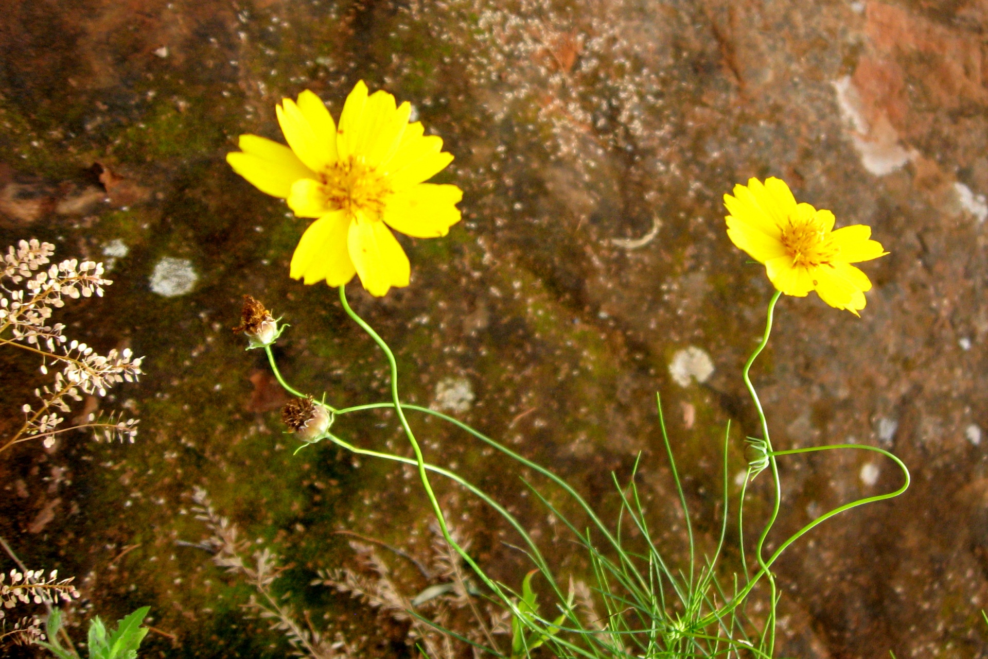 yellow flowers wildflowers free photo