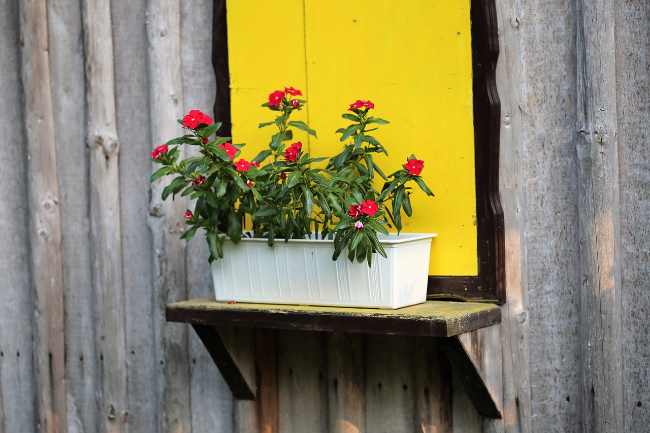 yellow window red periwinkle red flowers free photo