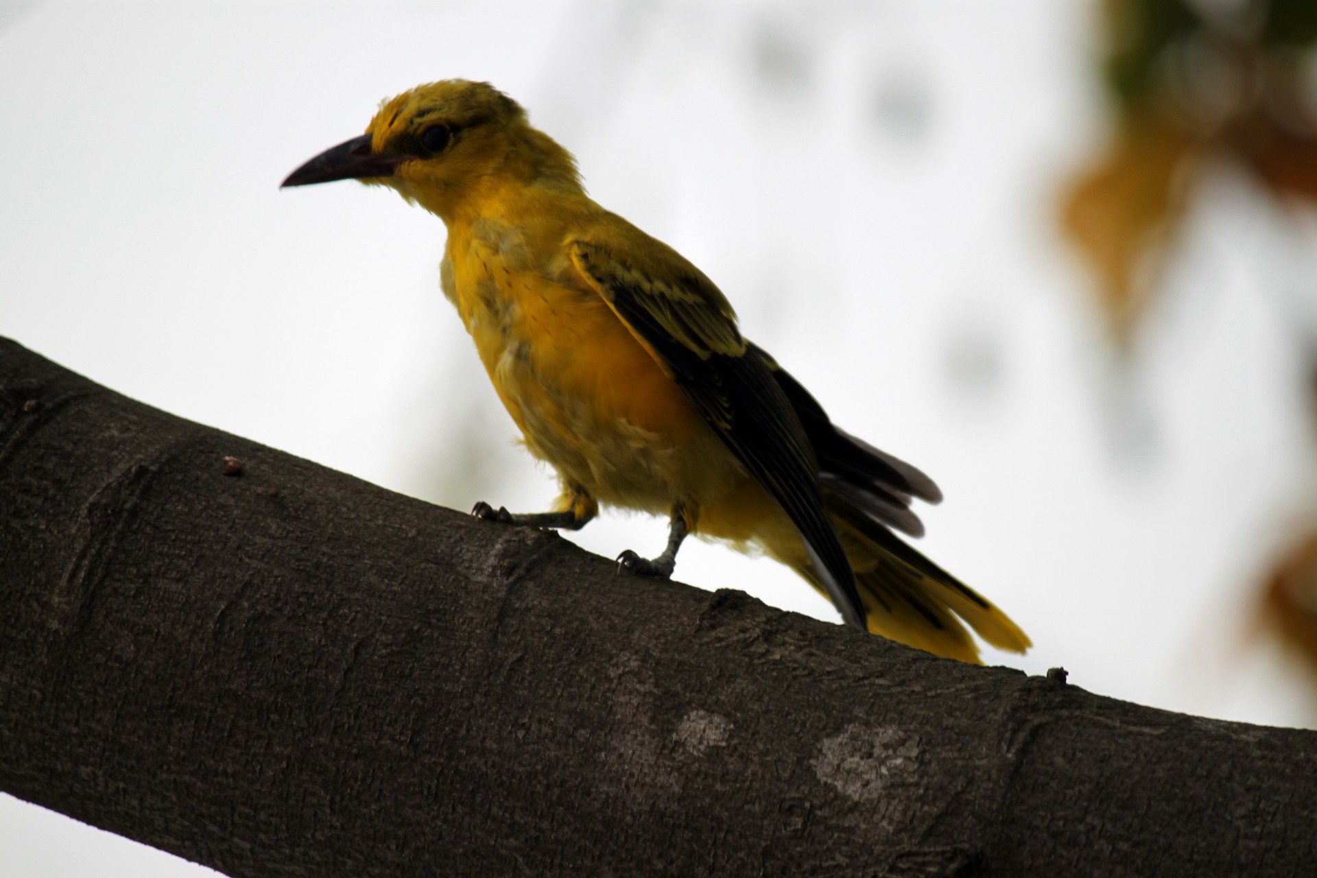 yellow wing lark singing tree bird close up free photo