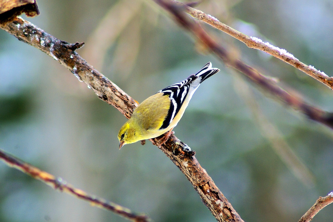 yellow winter finch  goldfinch  finch free photo
