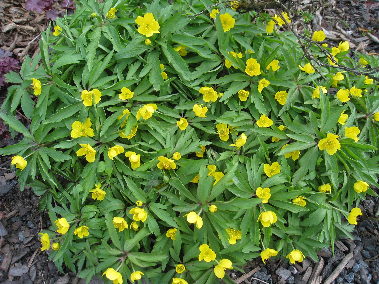 yellow wood anemone spring flowers free photo