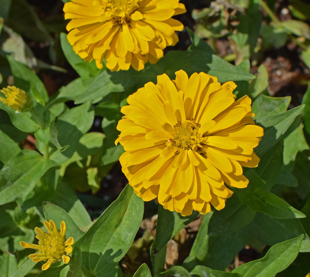 yellow zinnia flower blossom free photo