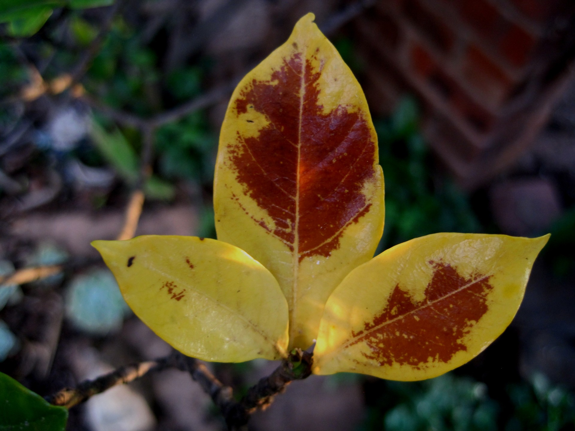 leaves trident gardenia free photo