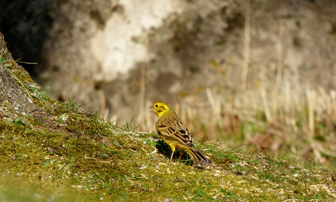 yellowhammer bird yellow bird free photo