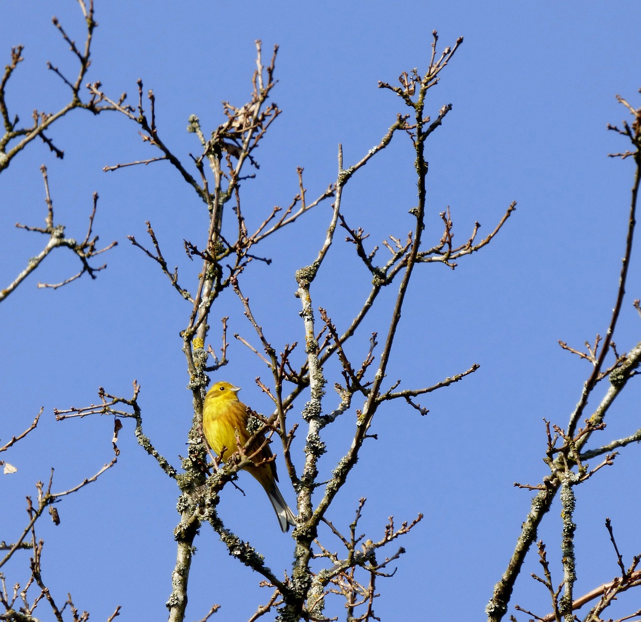 yellowhammer bird treetop free photo