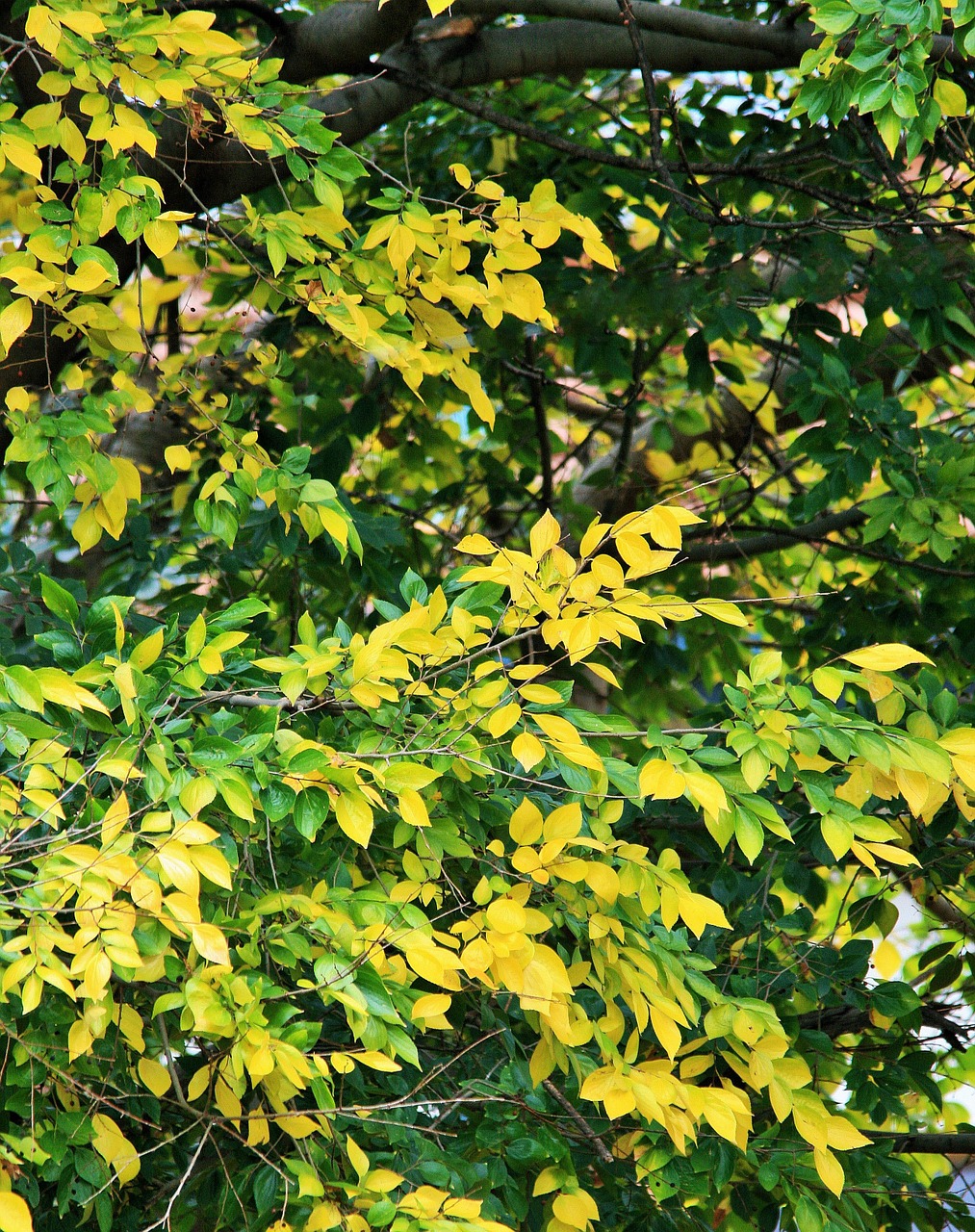 yellowing leaves leaves green free photo