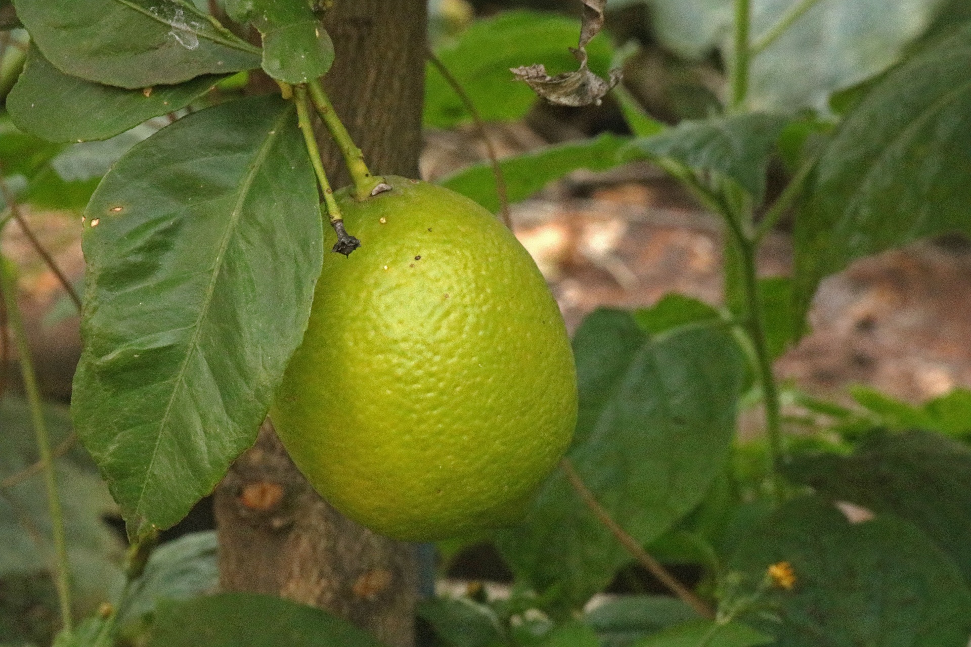 tree fruit citrus free photo