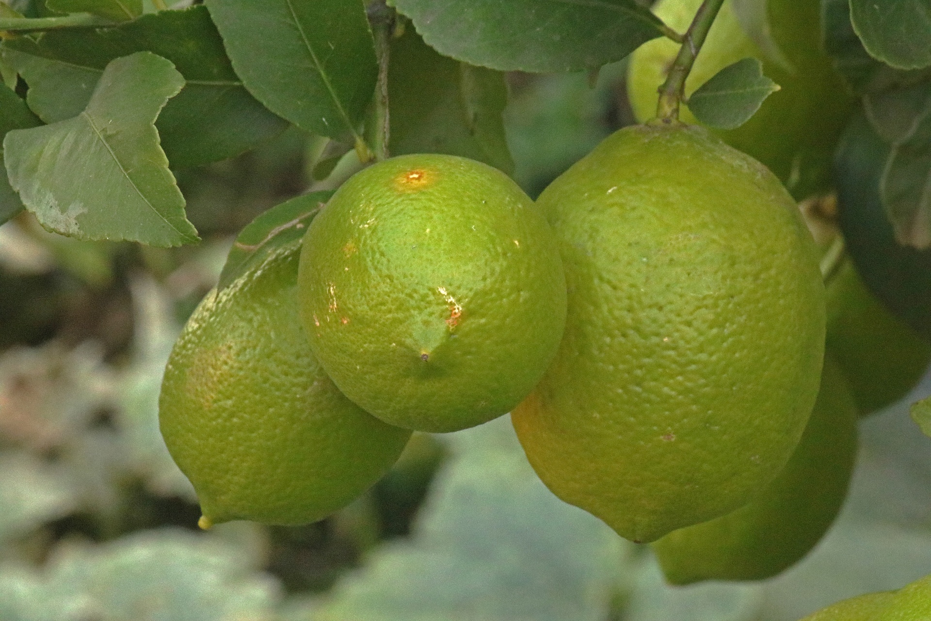 tree fruit citrus free photo