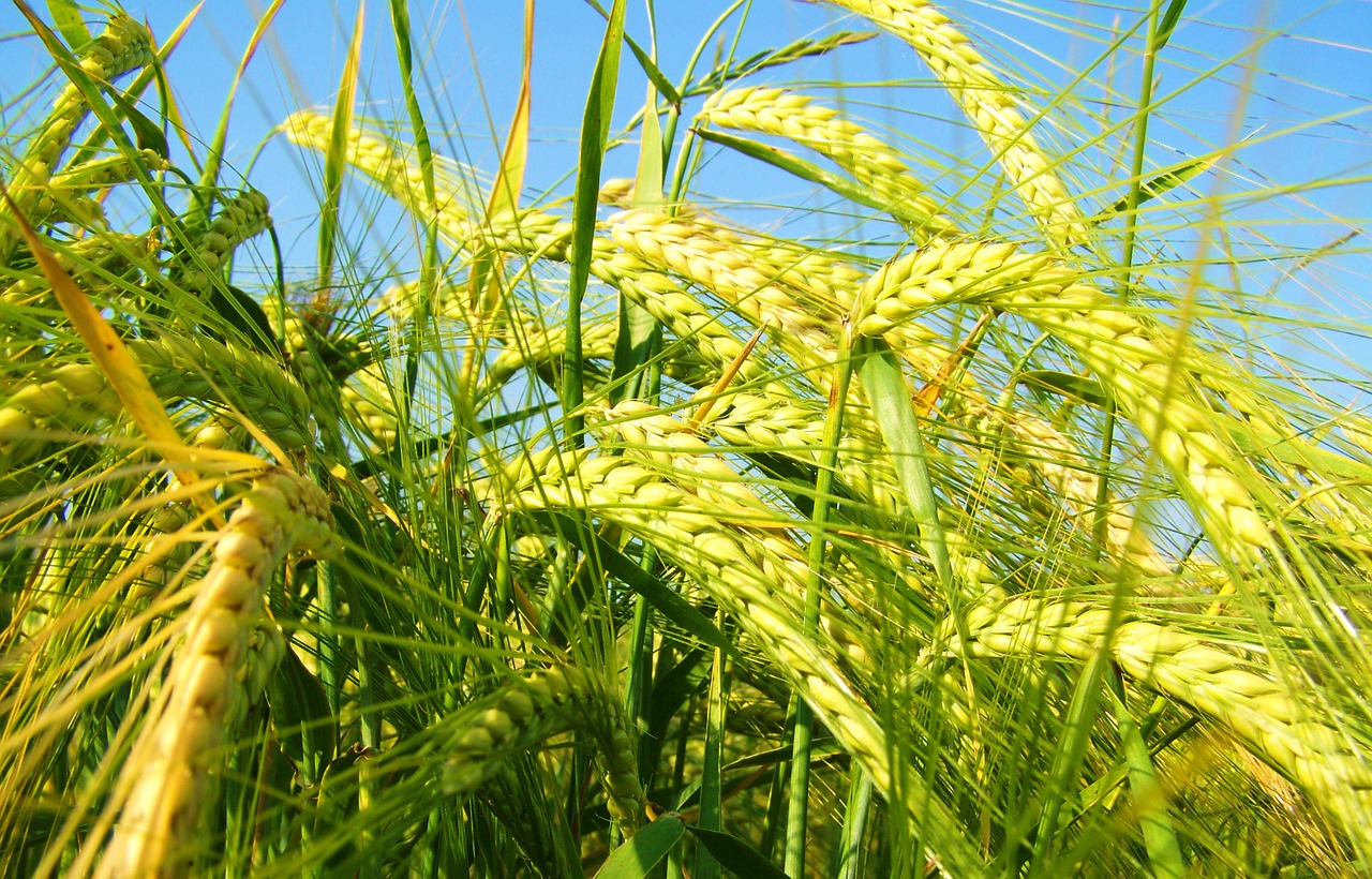 yellowing of the barley grain cultivars free photo