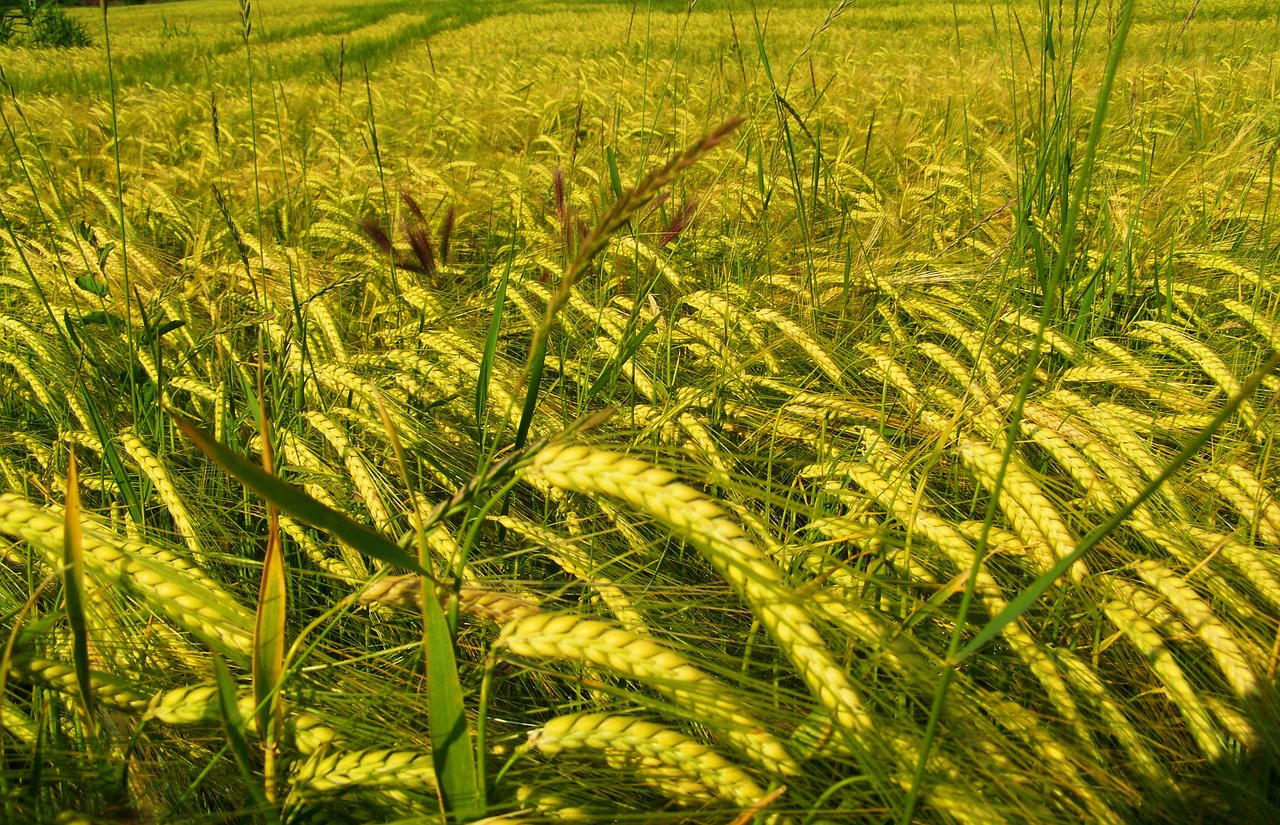 yellowing of the barley grain table cultivars free photo