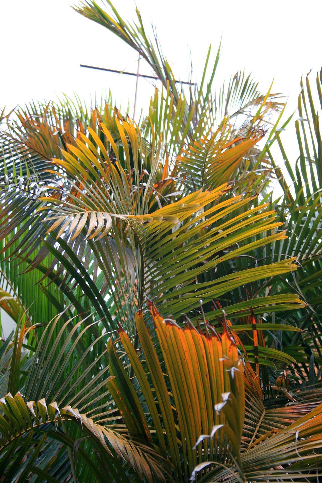 palm fronds yellow free photo