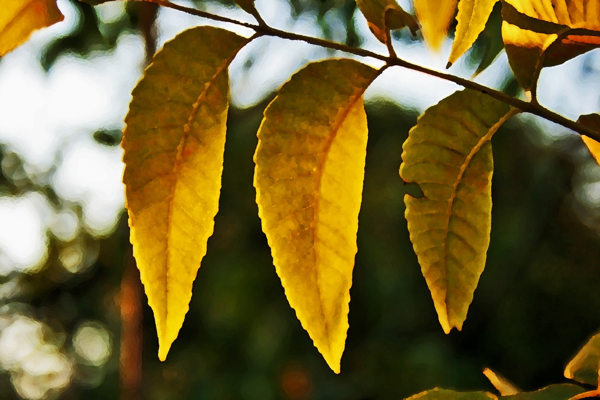 leaves yellow late summer free photo