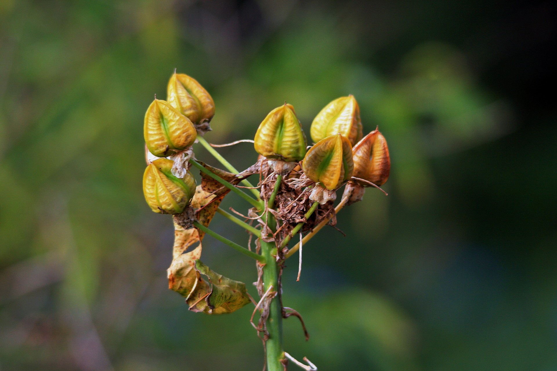 seeds bulky ripening free photo