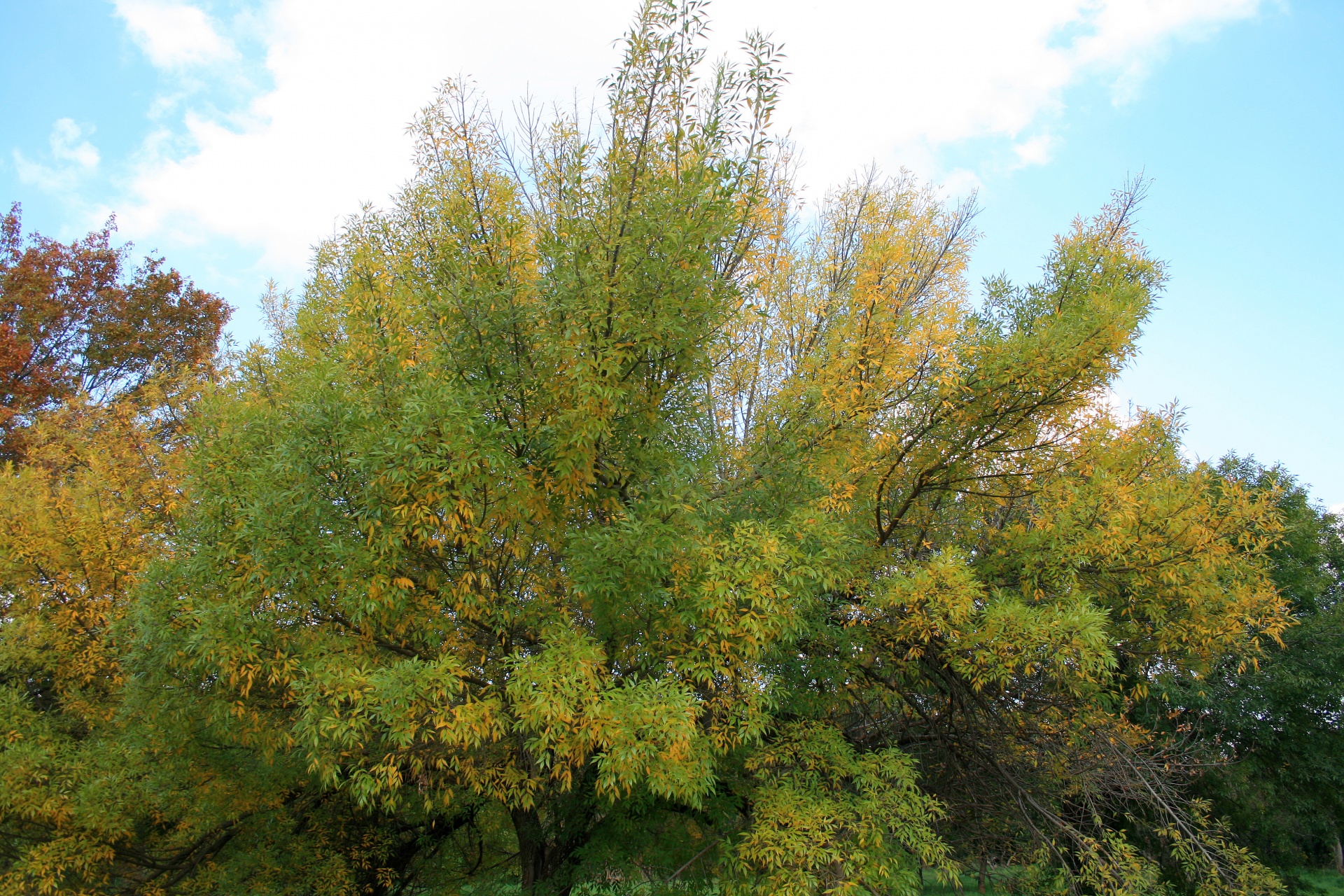 tree leaves yellow free photo