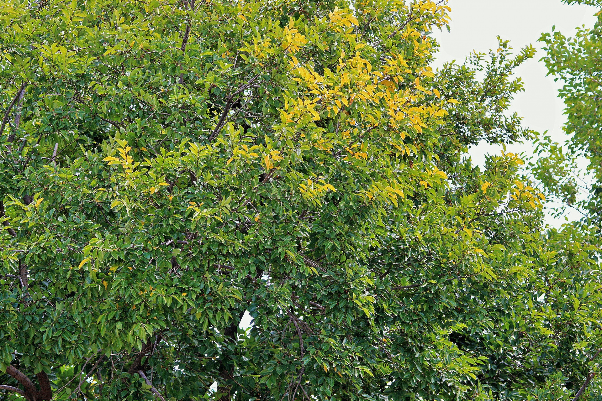tree leaves green free photo