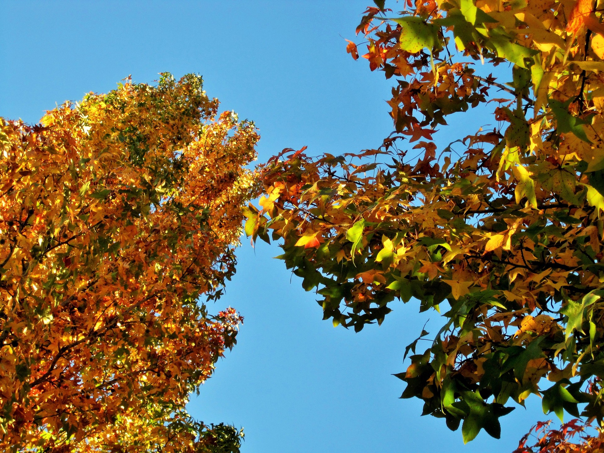 trees autumn yellows free photo