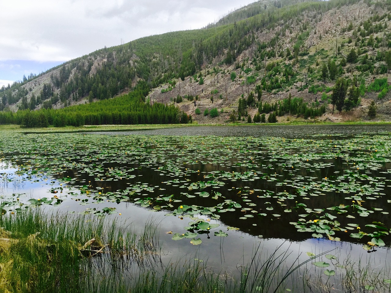 yellowstone national park free photo