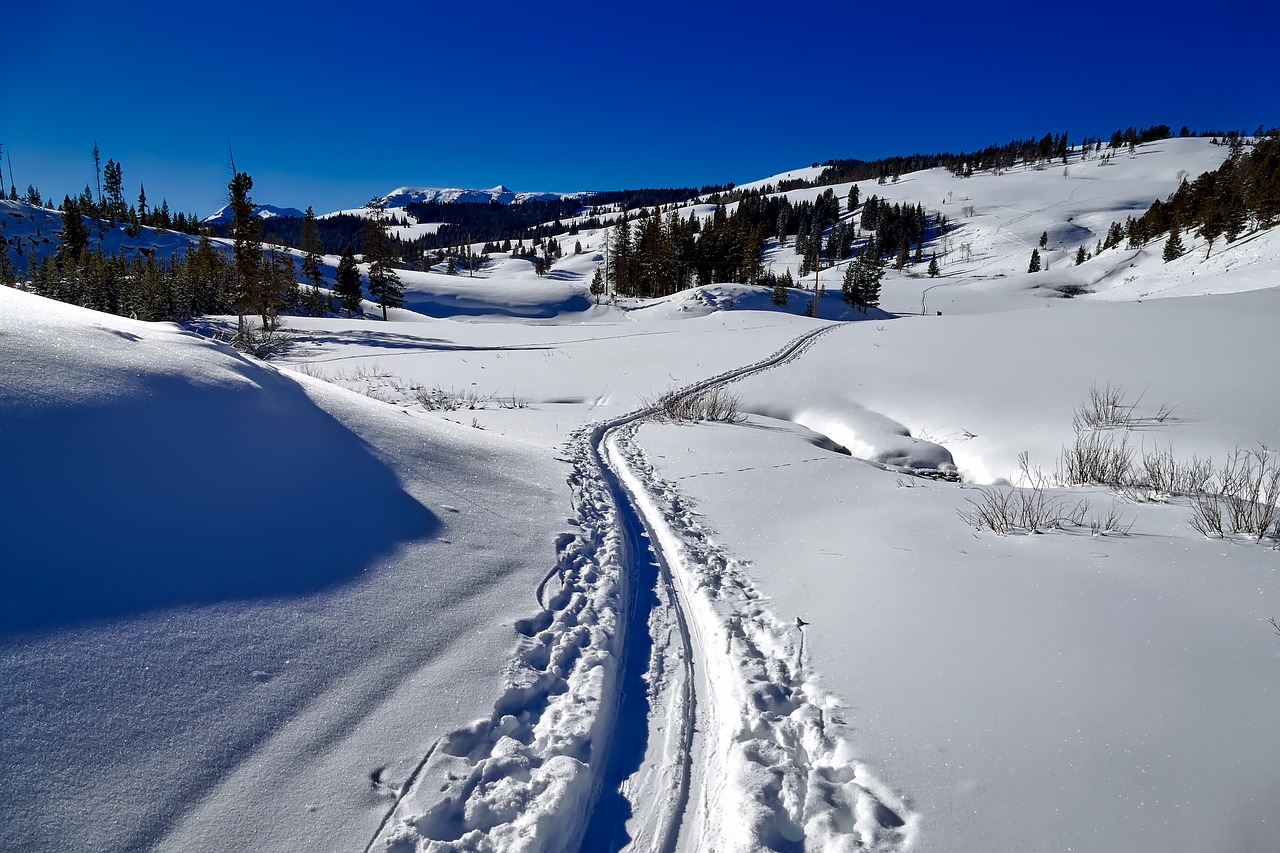 yellowstone national park wyoming free photo