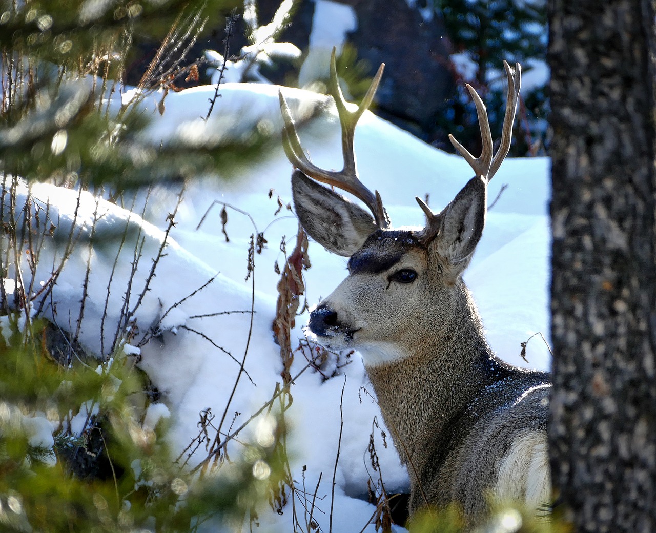 yellowstone national park wyoming free photo