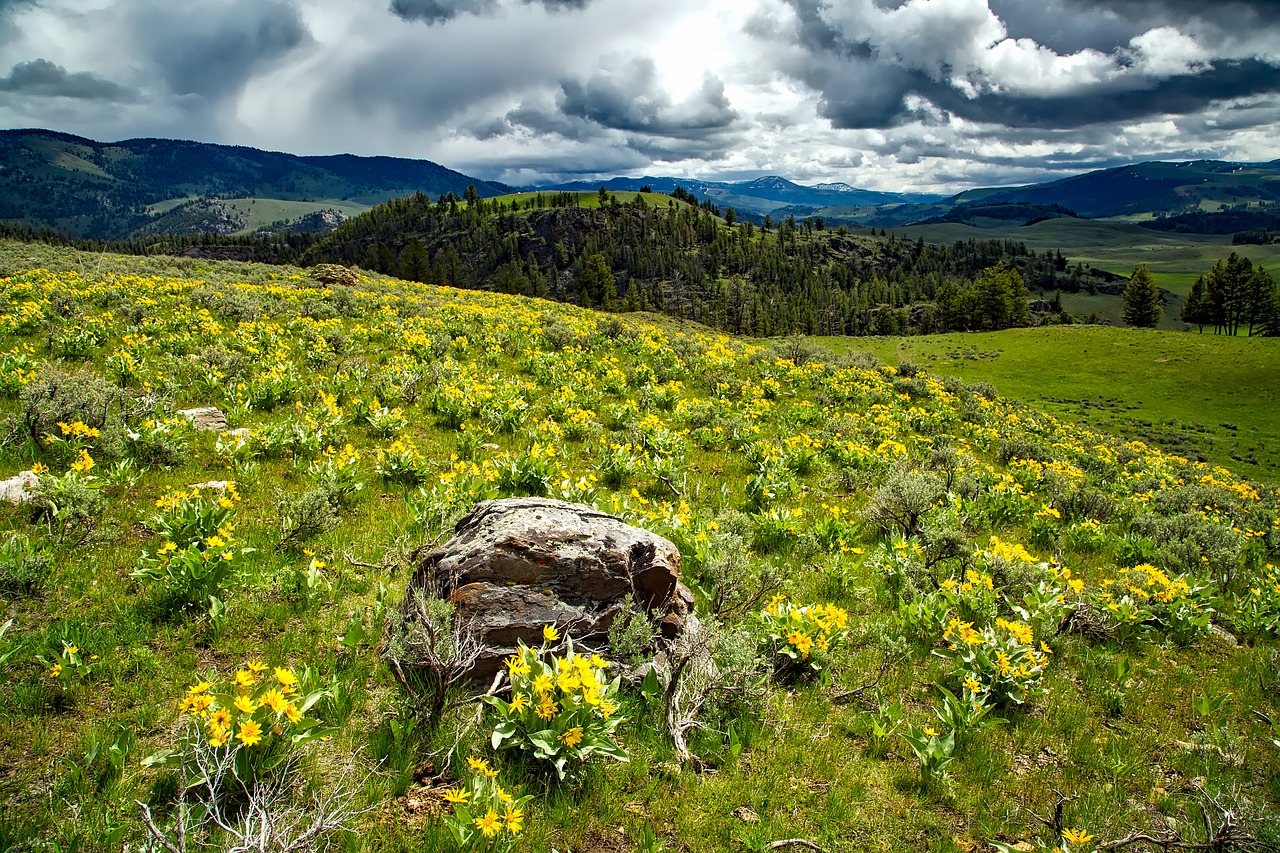 yellowstone national park wyoming free photo