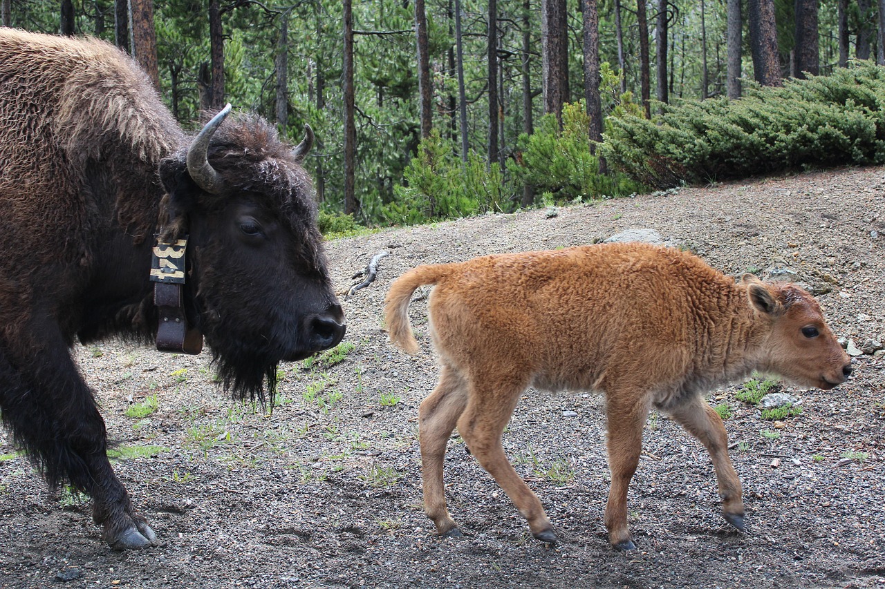 yellowstone park national free photo