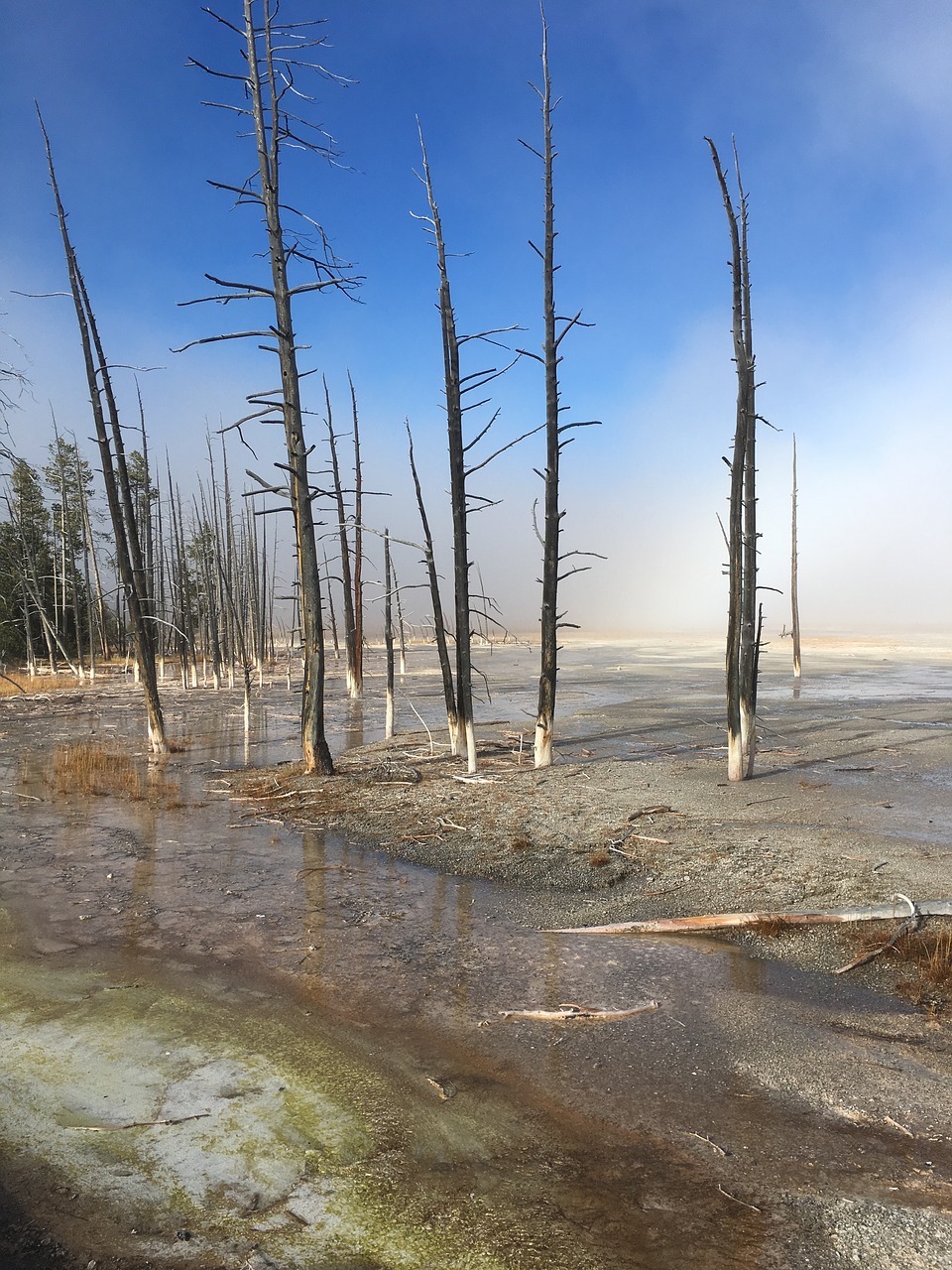 yellowstone trees national free photo