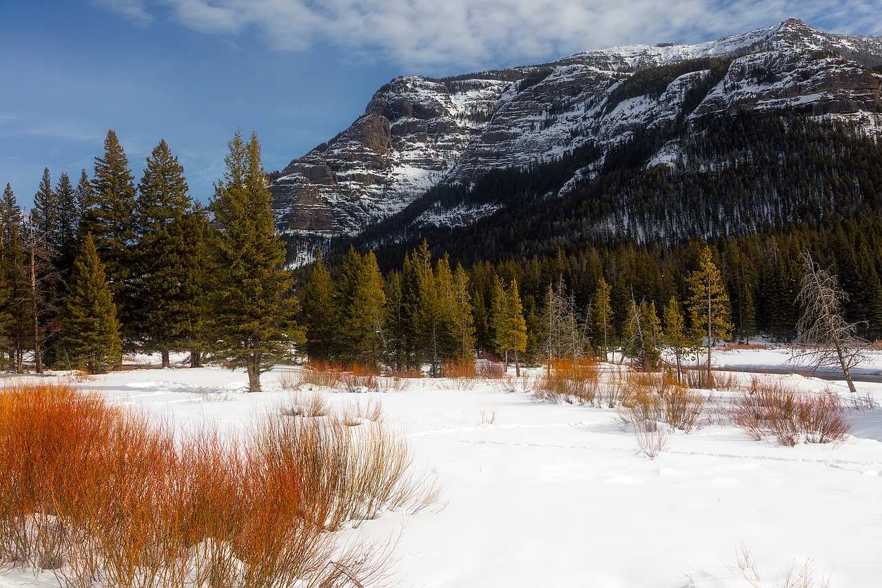 yellowstone national park travel free photo