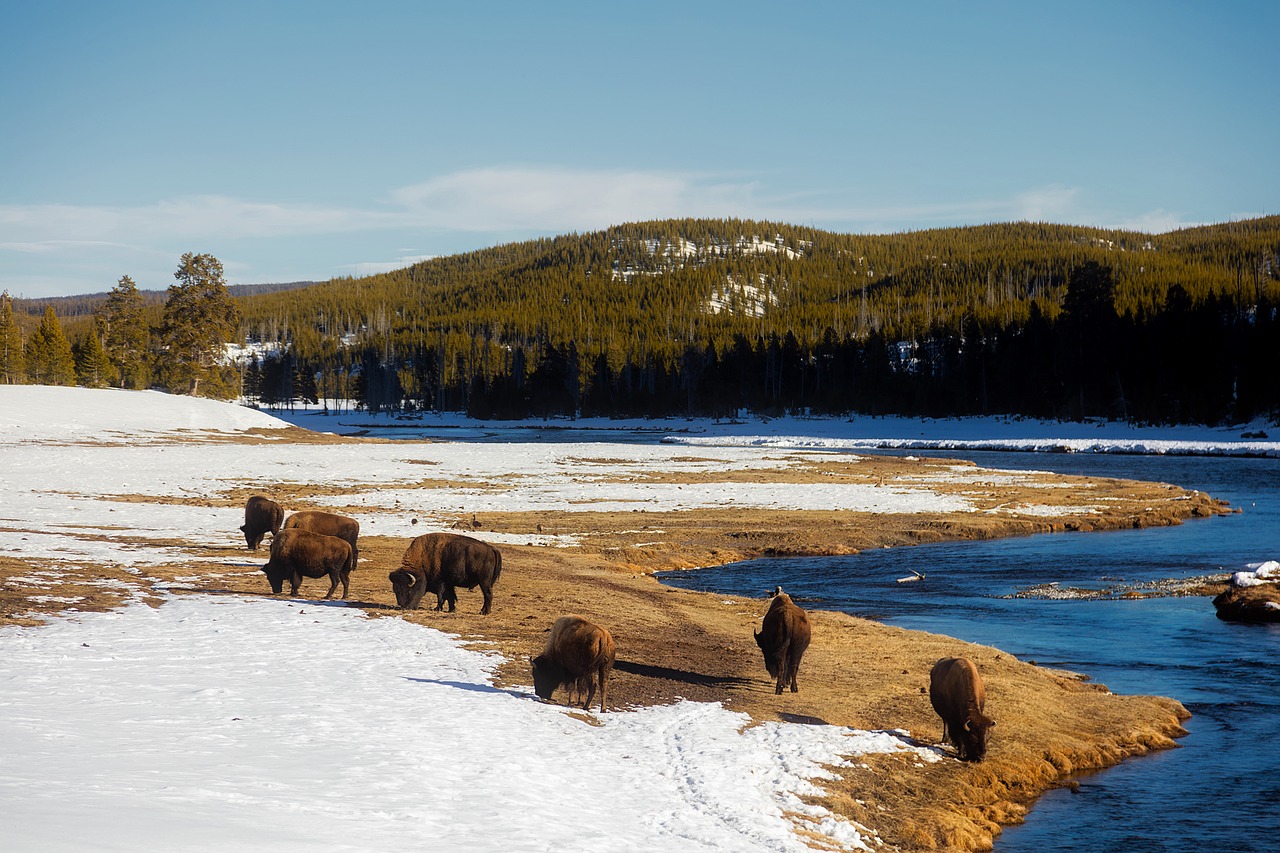 yellowstone national park travel free photo