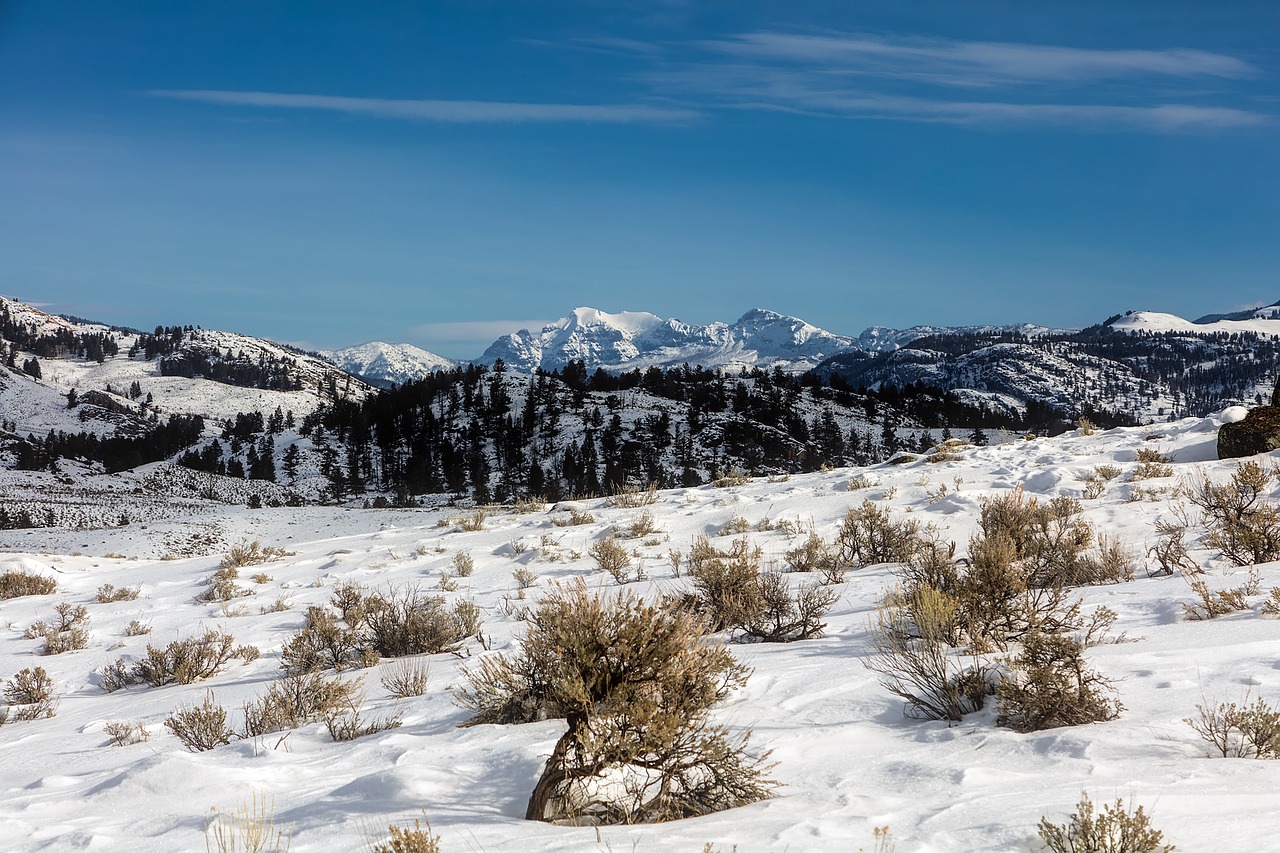 yellowstone national park travel free photo