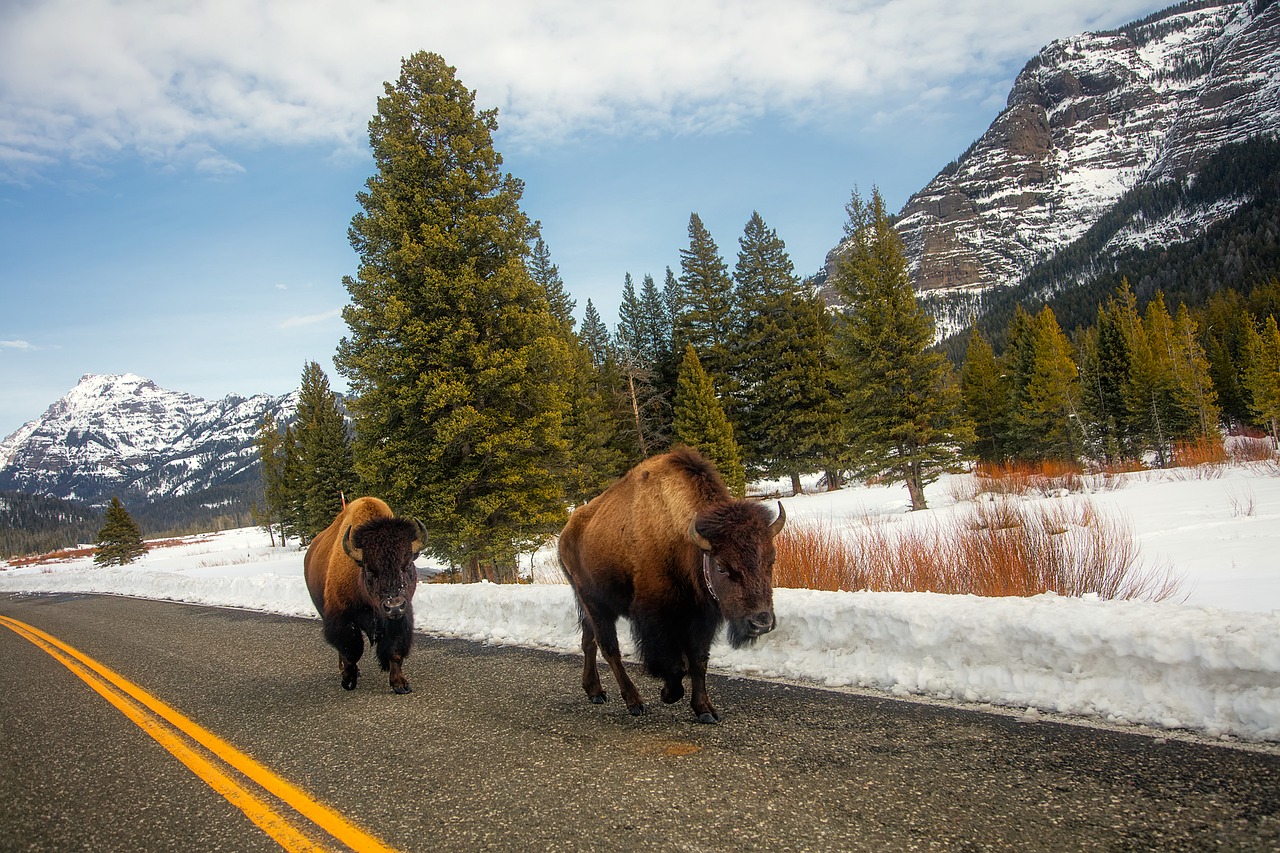 yellowstone national park travel free photo