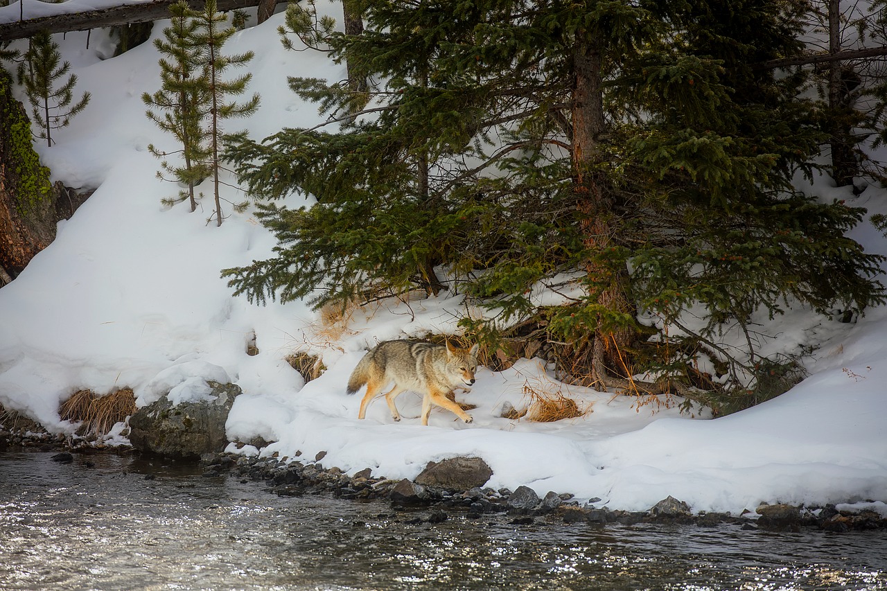 yellowstone national park wyoming free photo