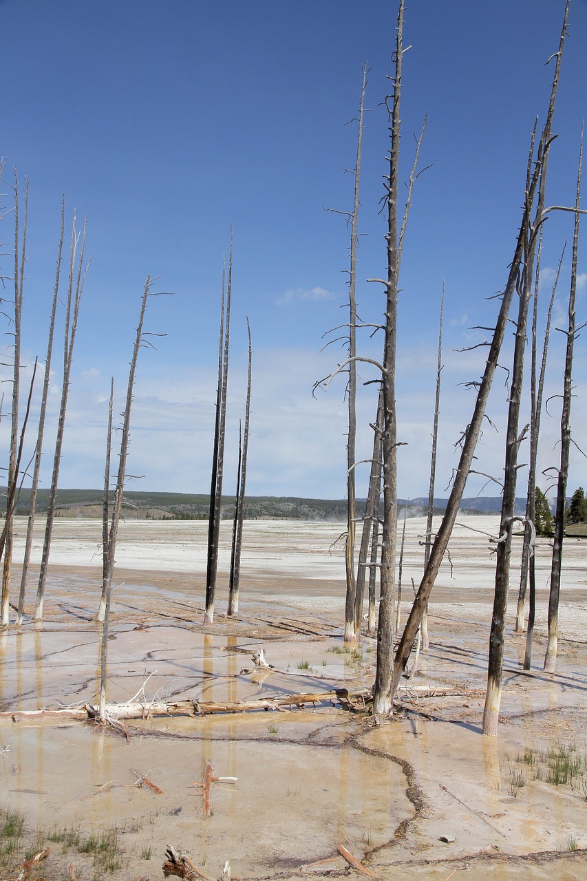 yellowstone national park death free photo