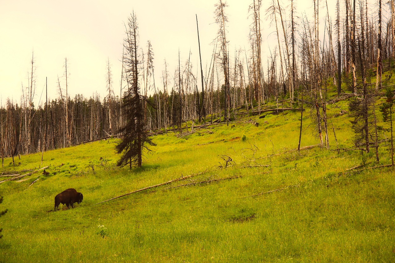 yellowstone national park wyoming free photo