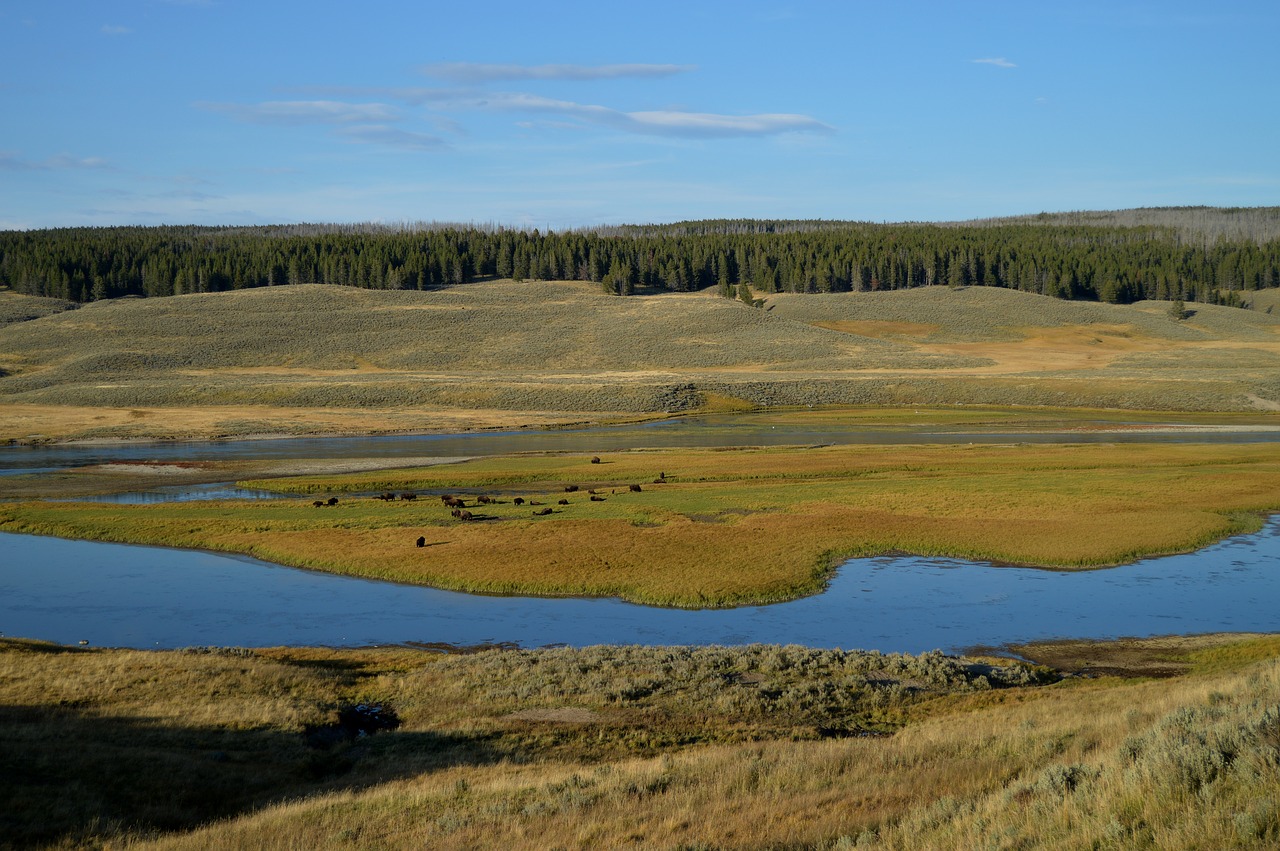 yellowstone national park park free photo