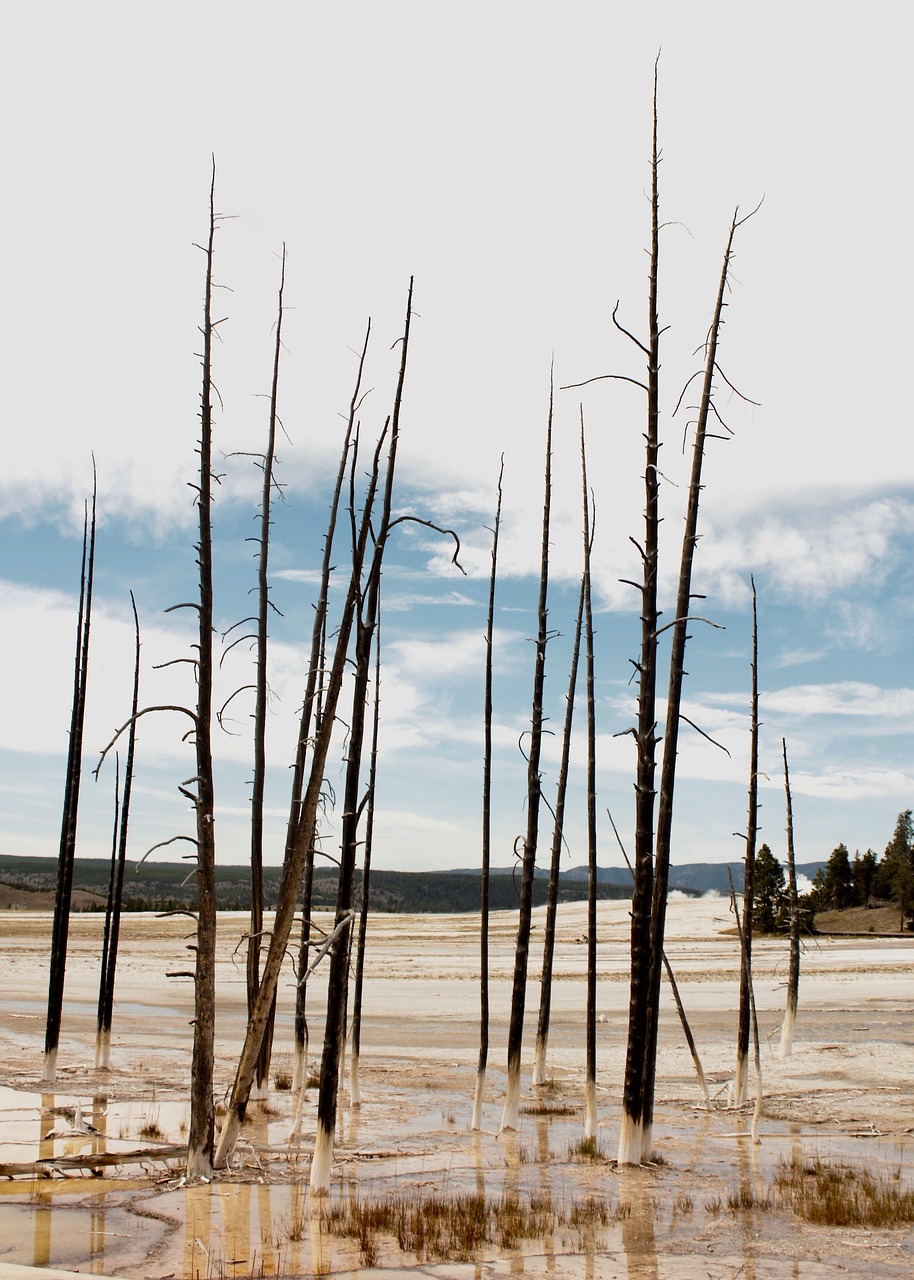 yellowstone  desolate  tree free photo