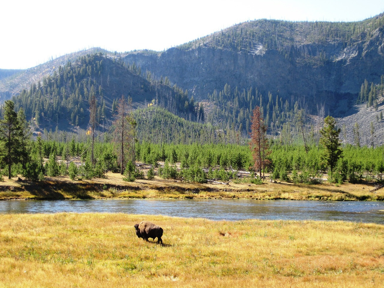yellowstone bison yellowstone national park free photo