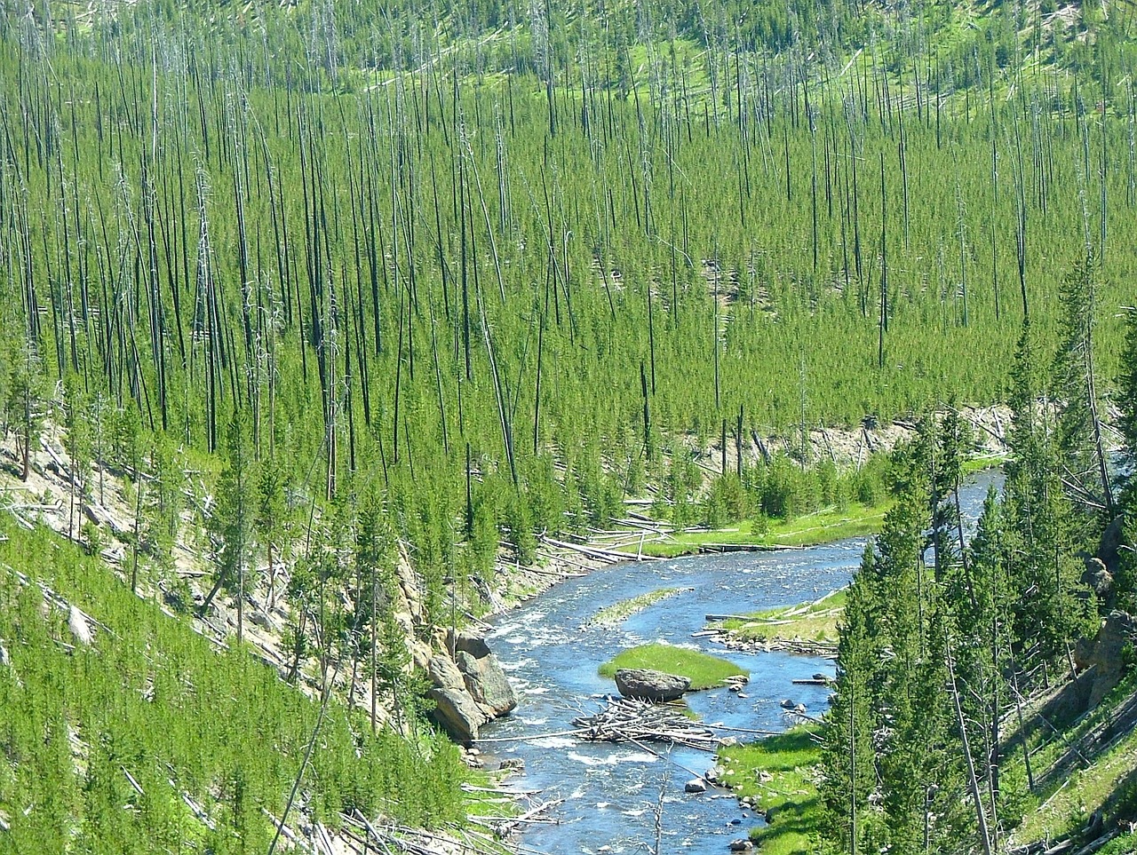 yellowstone national park wyoming free photo