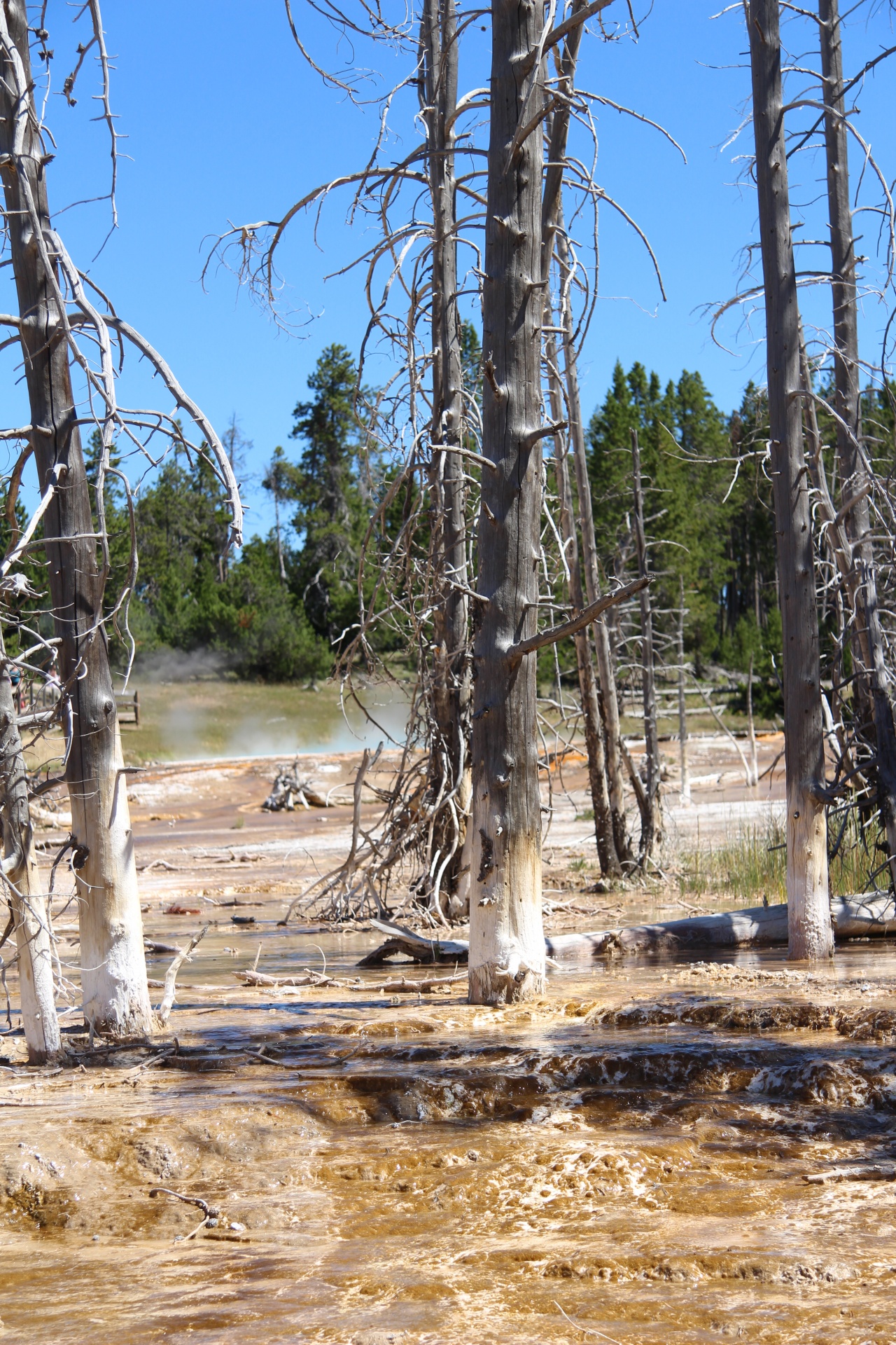 yellowstone geyser hot free photo