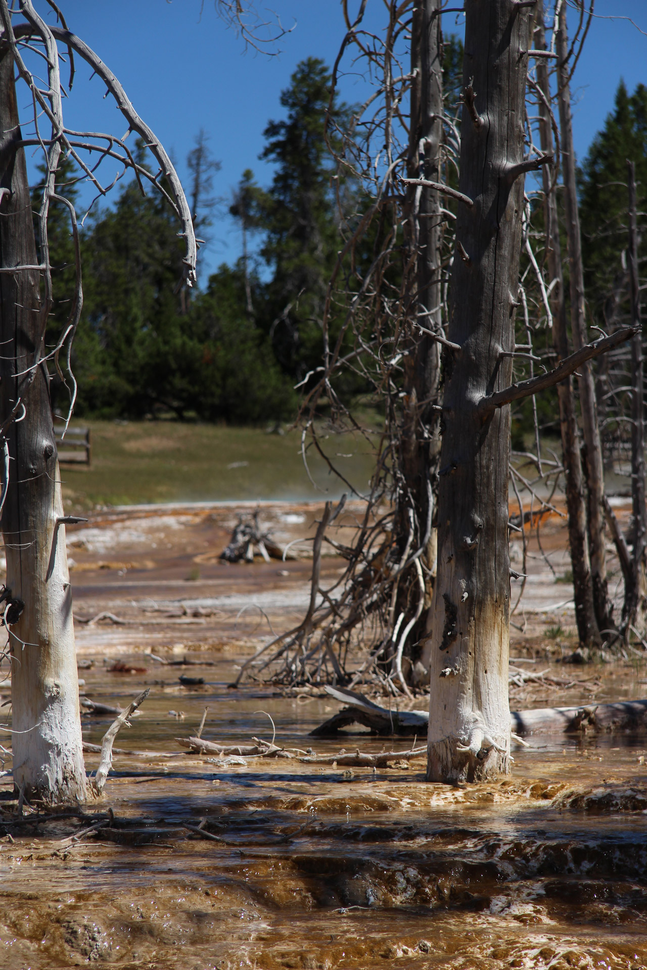 yellowstone geyser hot free photo