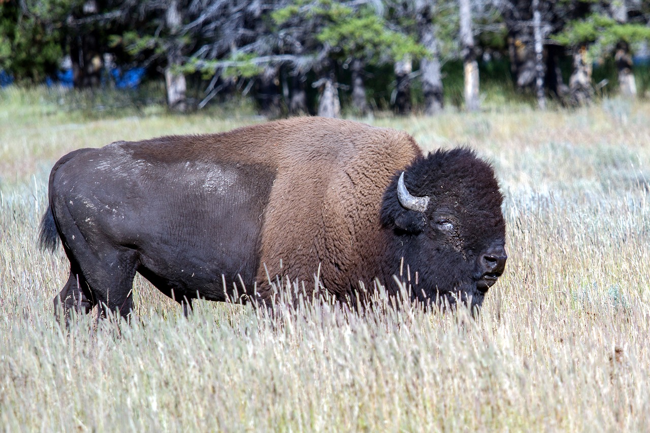 yellowstone national park wyoming usa free photo