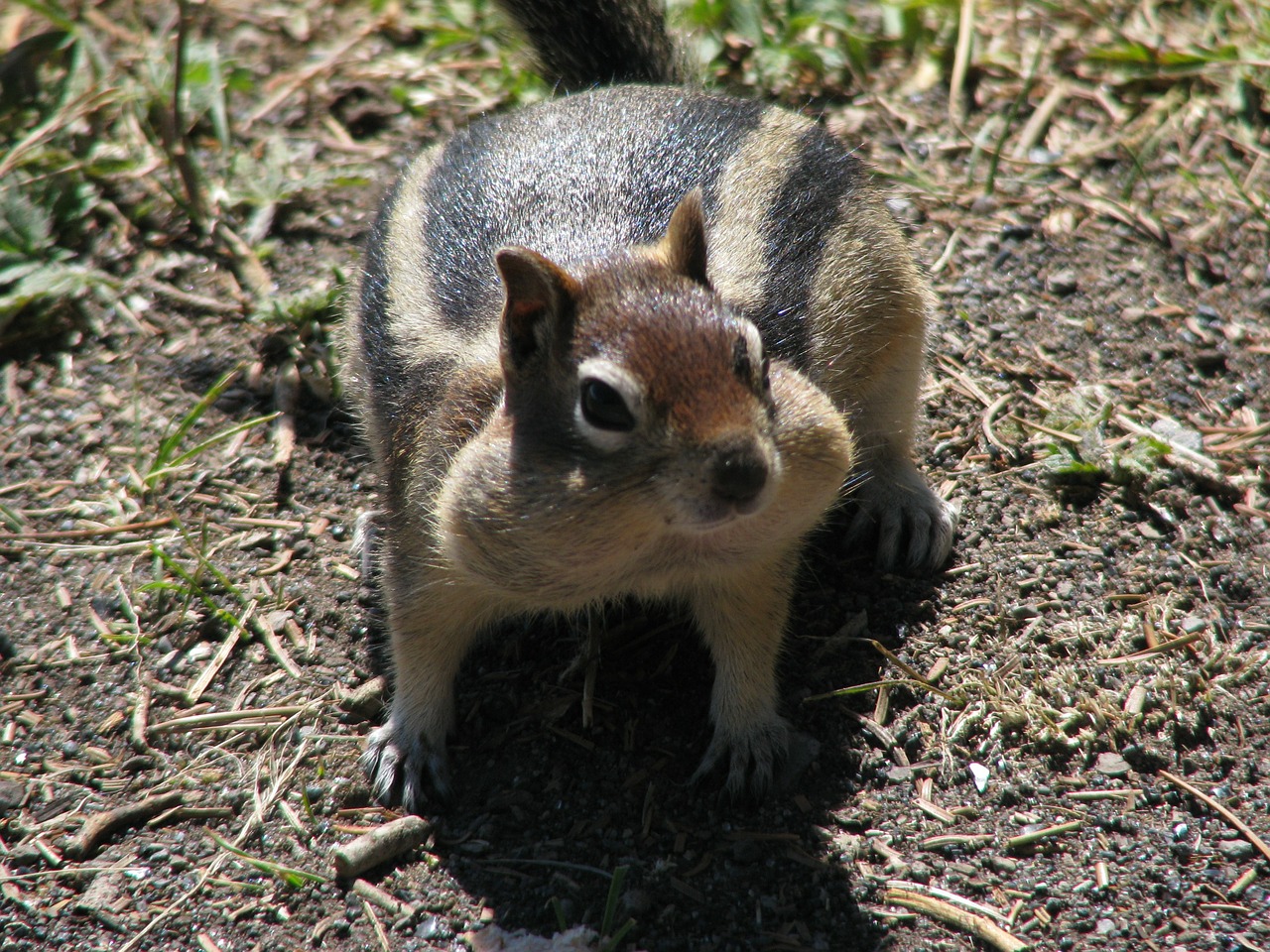 yellowstone national park ground squirrel squirrel free photo