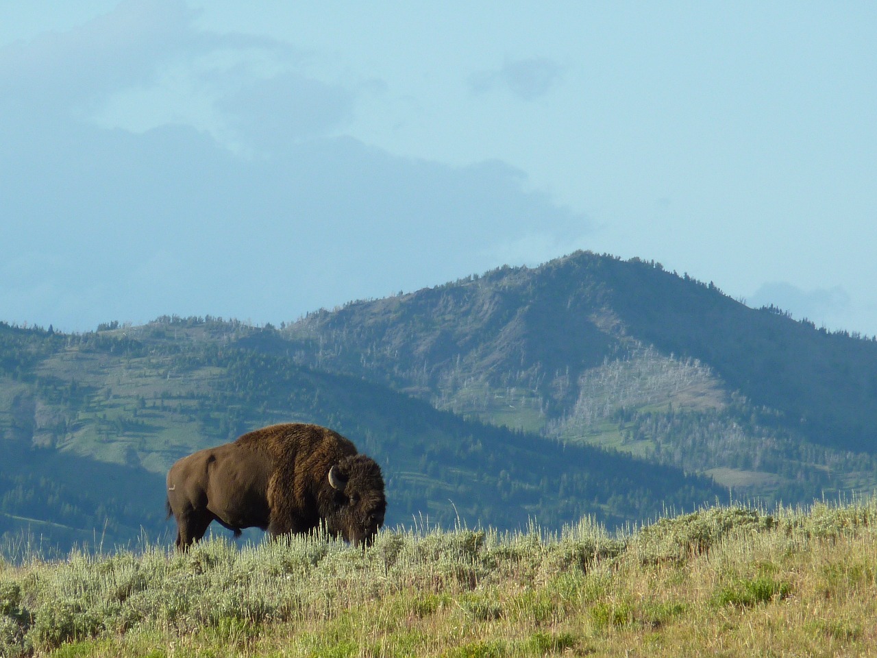 yellowstone national park bison wyoming free photo