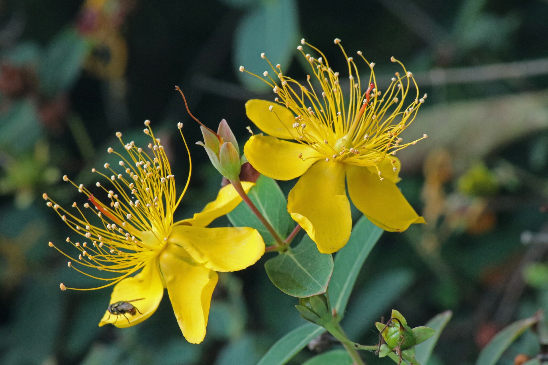 flower,yellow,delicate,fly,shrub,hypericum,st john's wort,herbal,yellow hypericum flower,free pictures, free photos, free images, royalty free, free illustrations, public domain