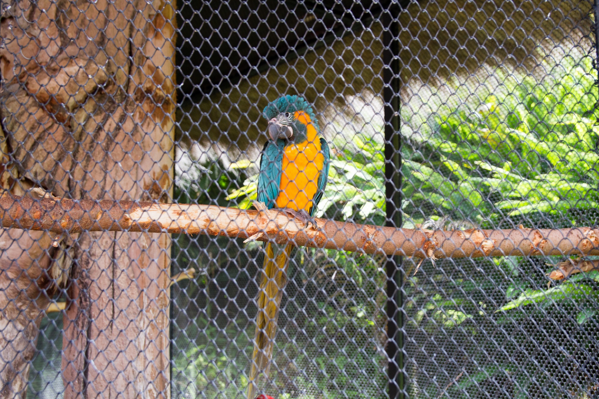 parrot yelow zoo free photo