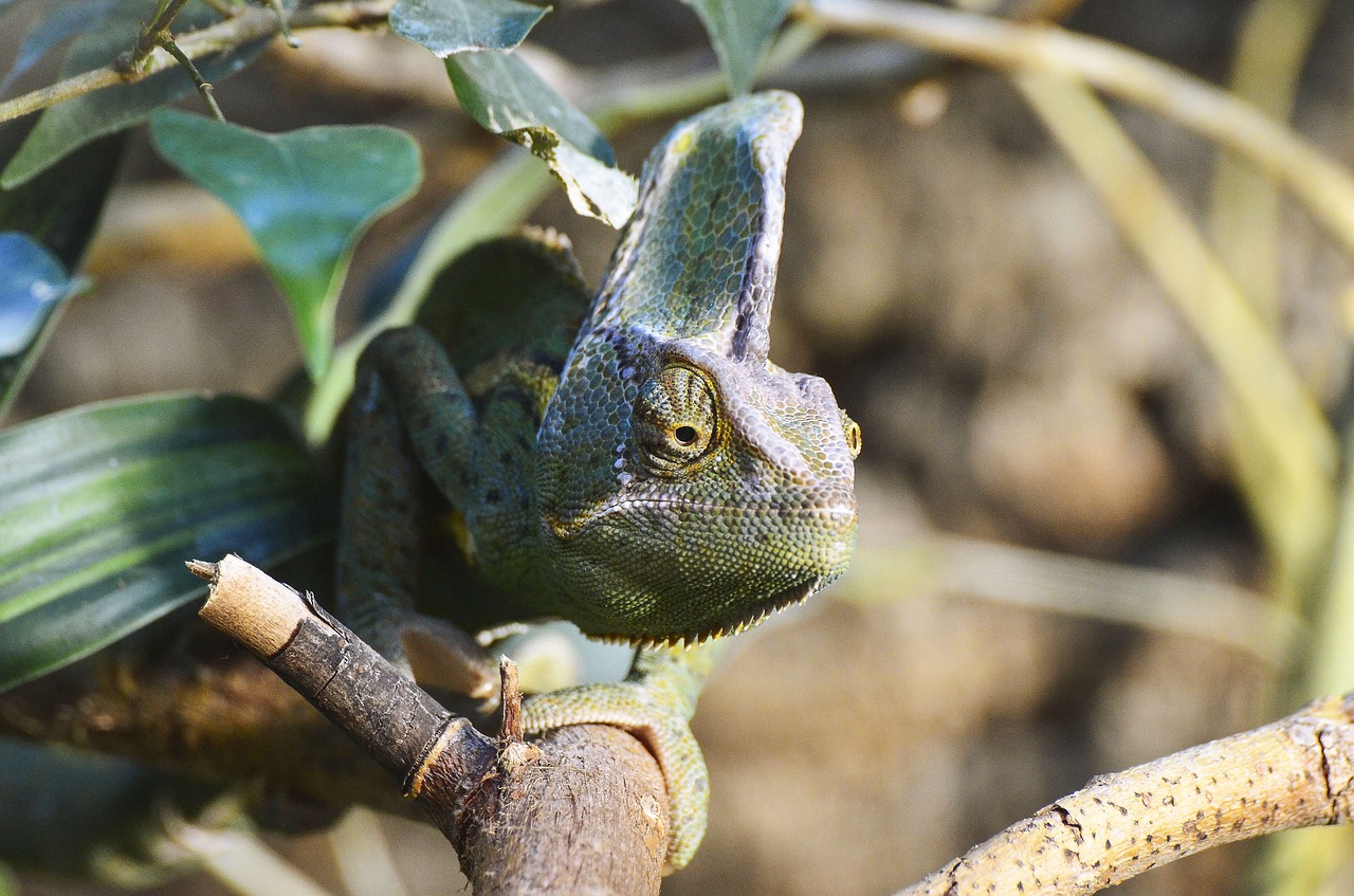 yemen chameleon reptile exotic free photo